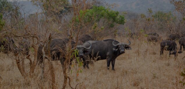 Akagera National Park